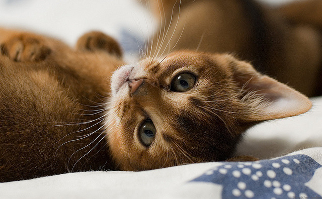 Random cat