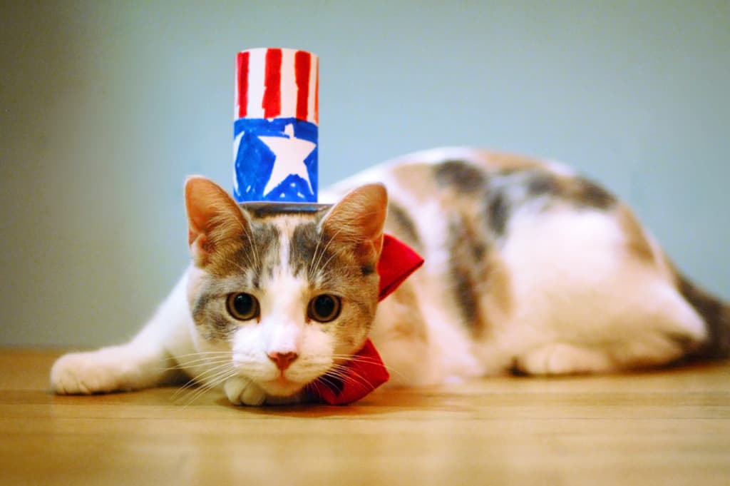 cat