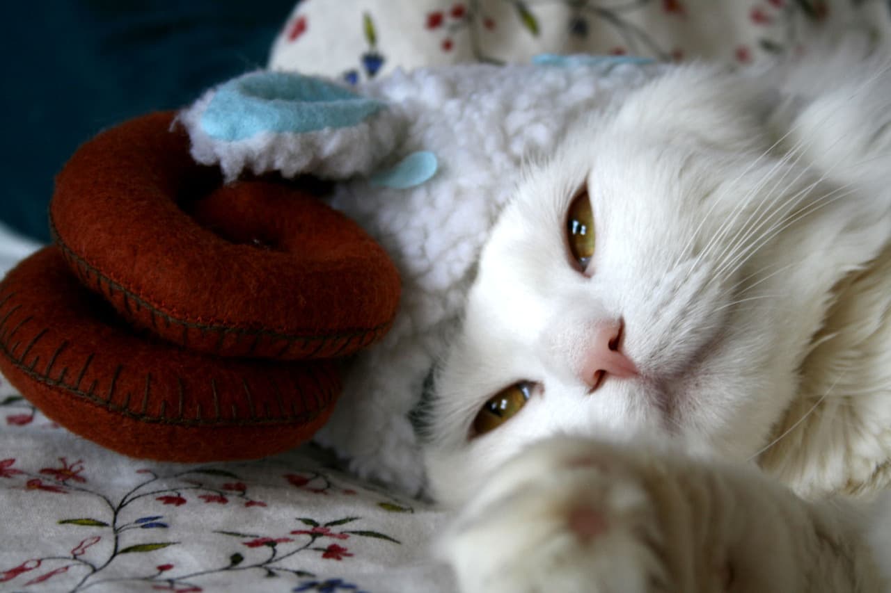 cat
