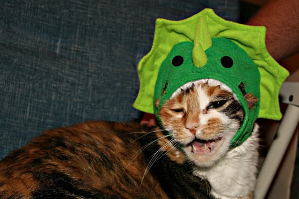 cat
