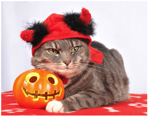 cat