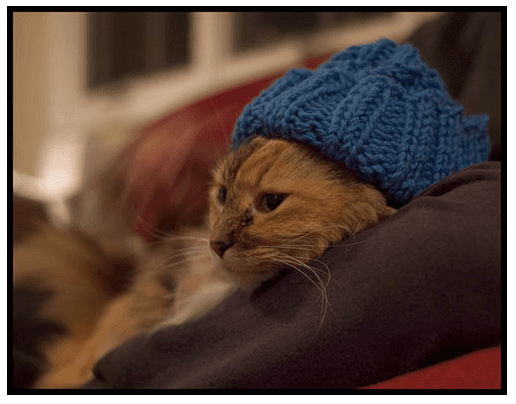 cat