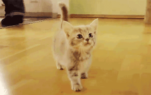 Disliked cat