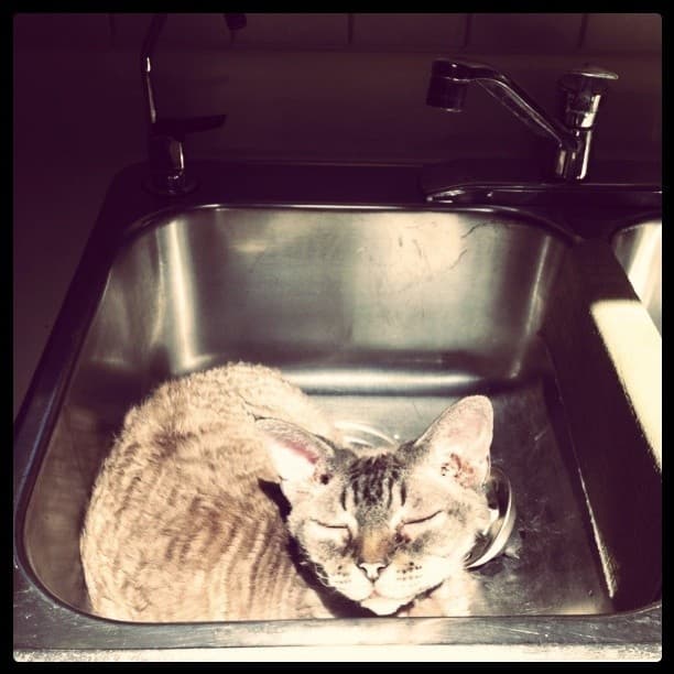 Liked cat