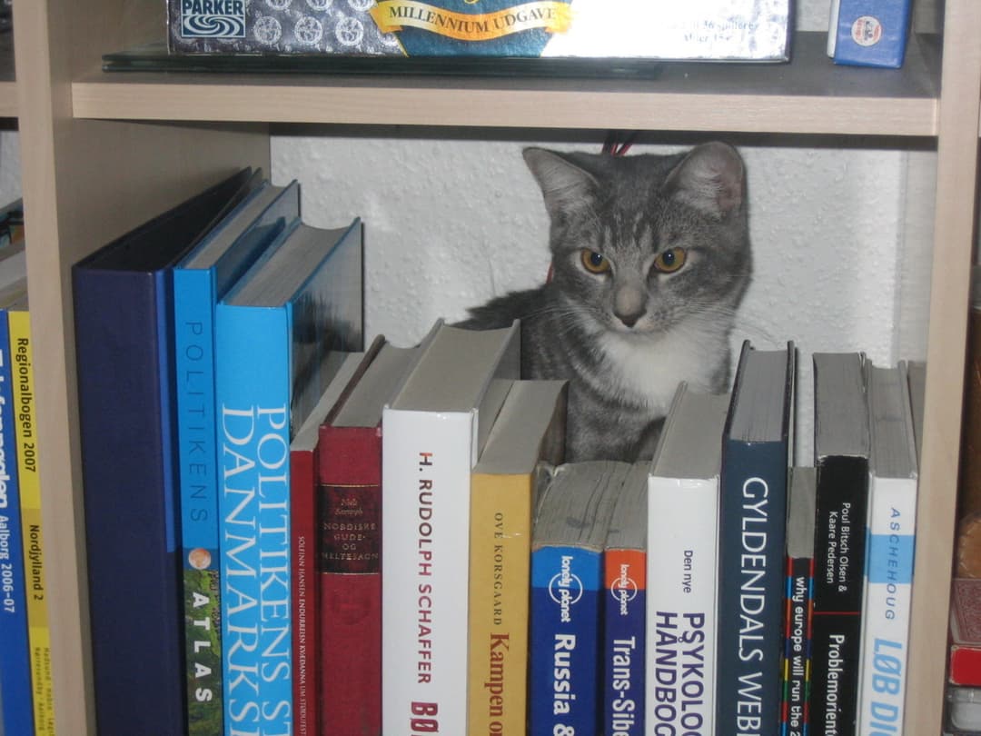 Favourite cat