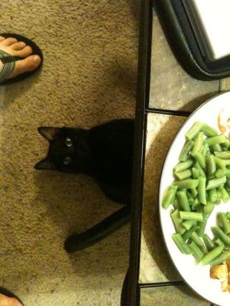 Liked cat