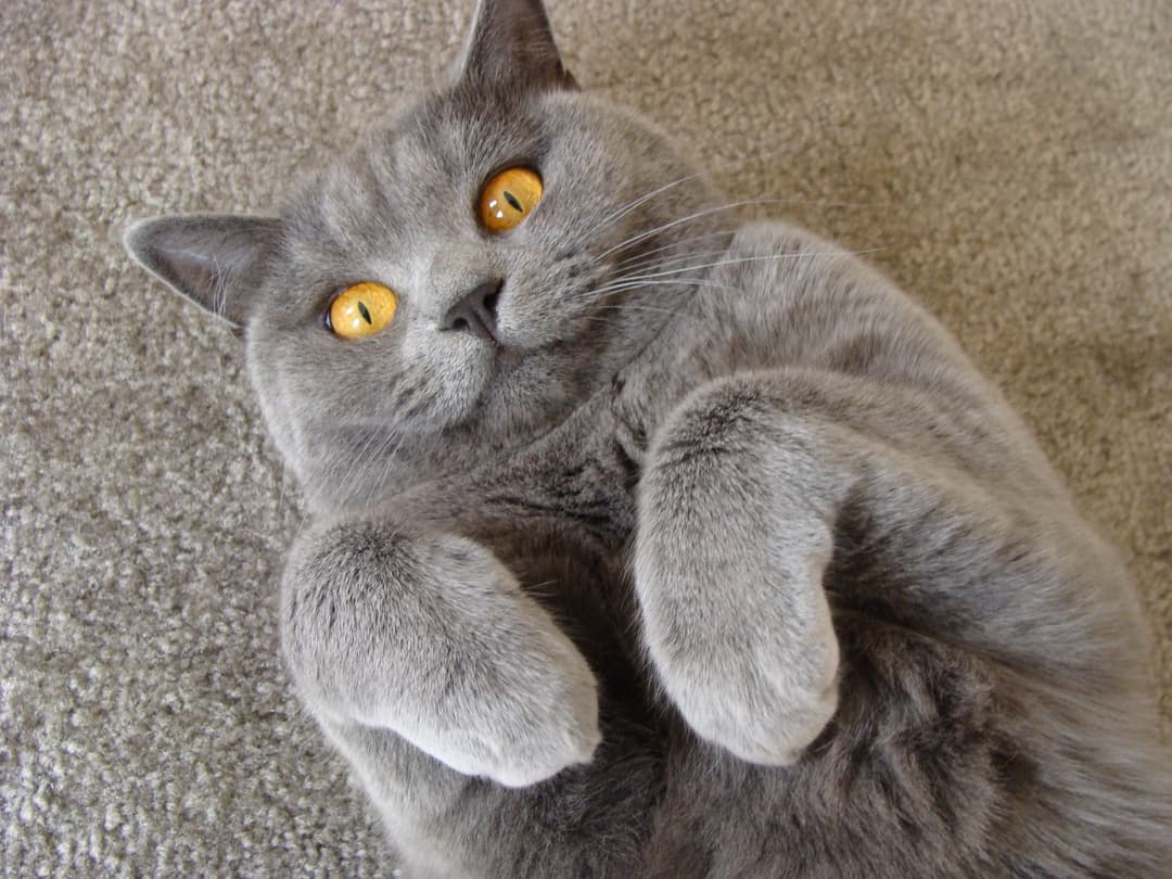 Disliked cat