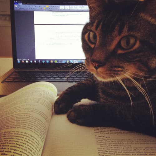 Favourite cat