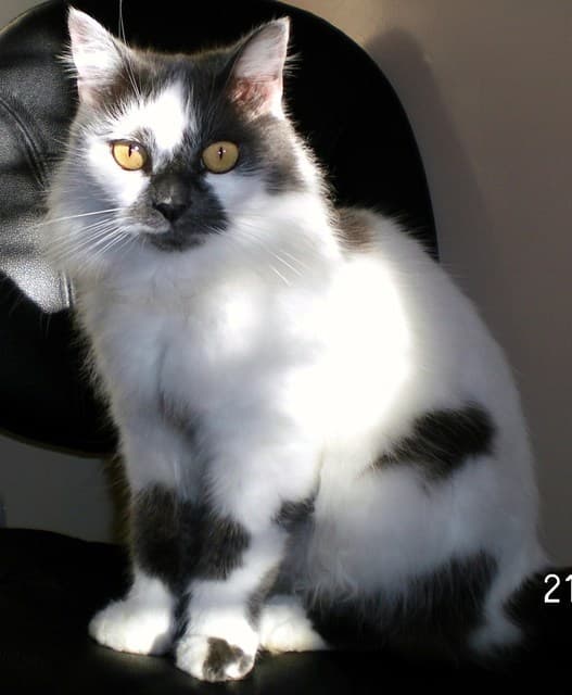 Liked cat