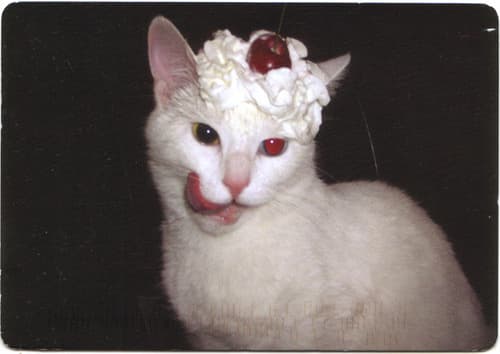 Liked cat