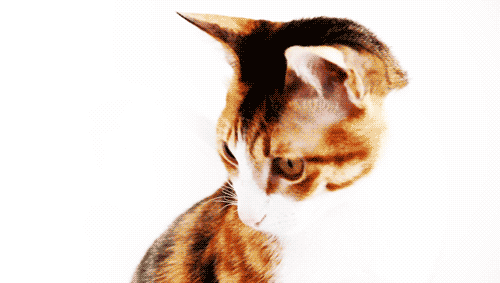 Disliked cat