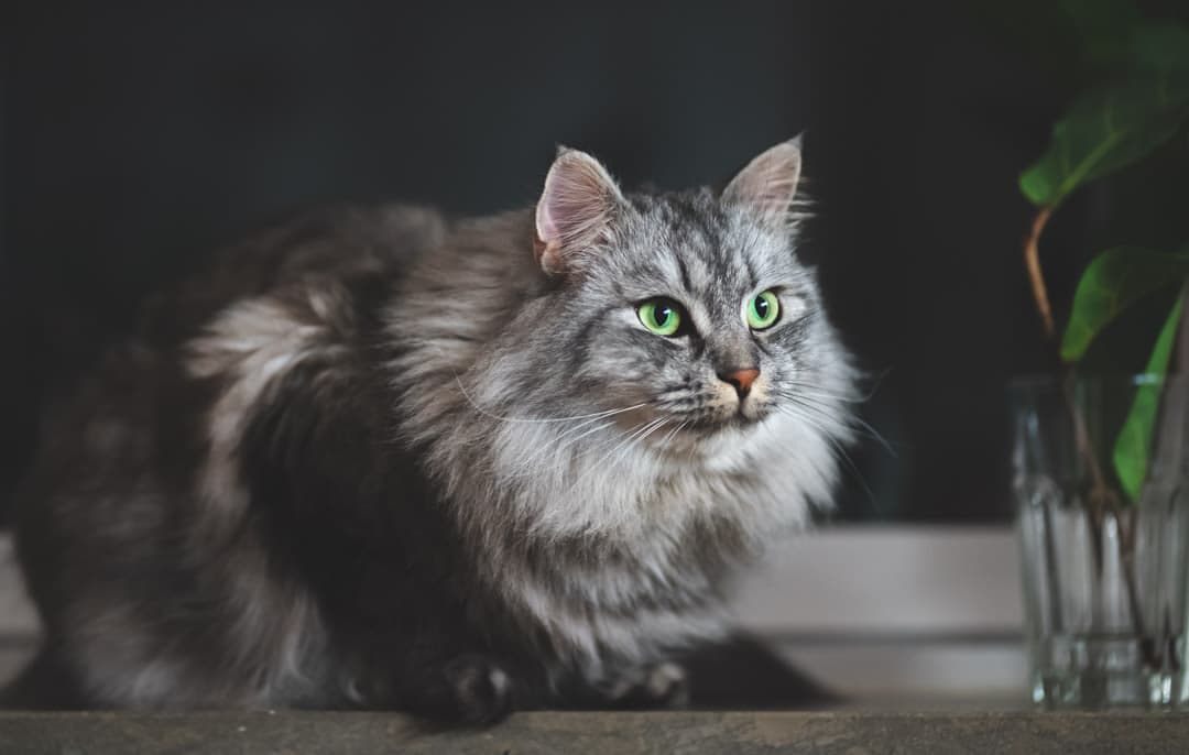 Liked cat