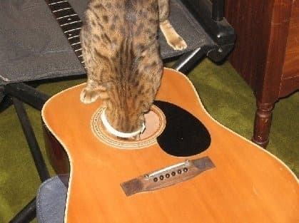 Disliked cat