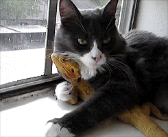Disliked cat