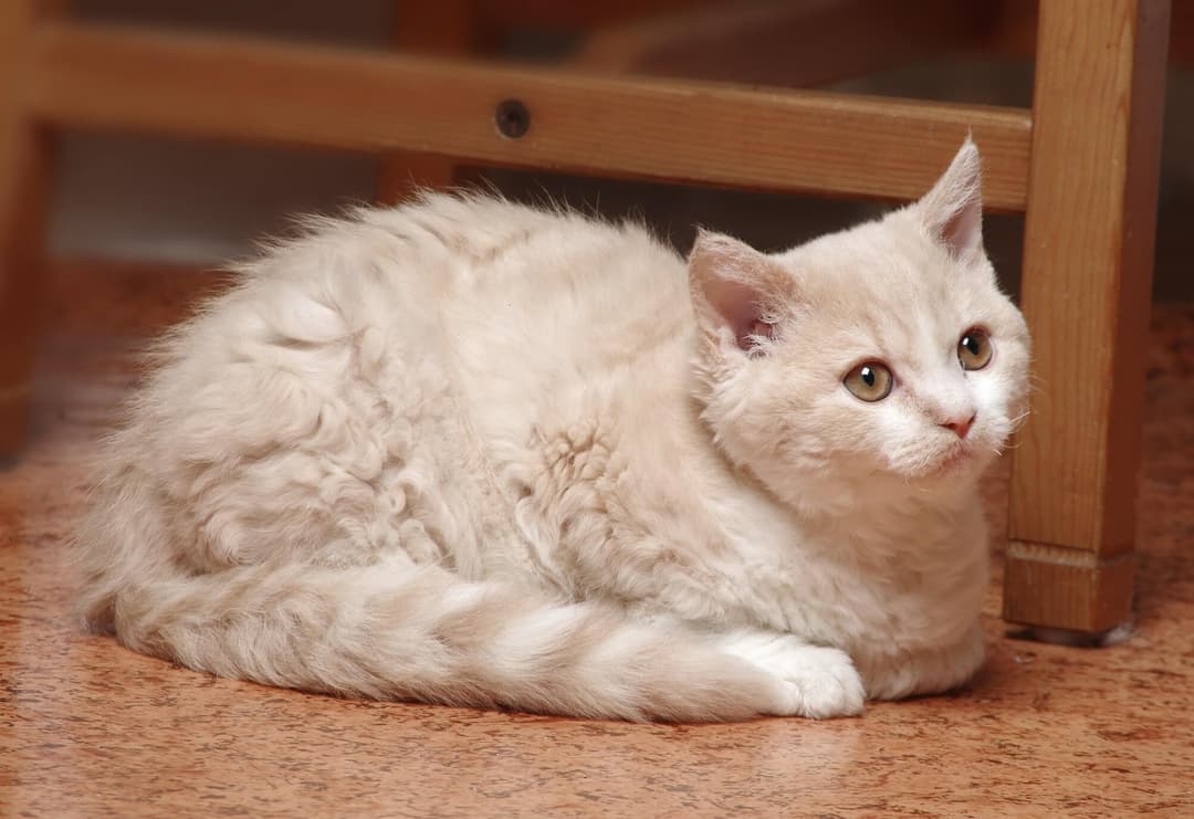Liked cat