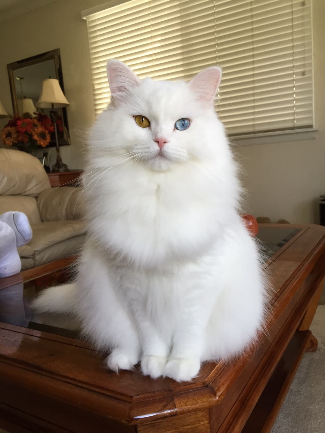 Favourite cat