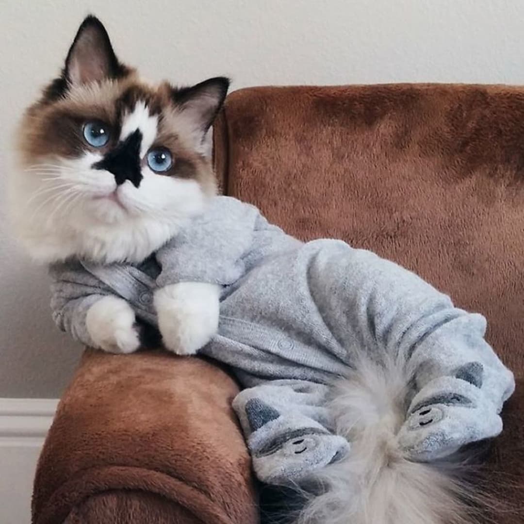 Disliked cat