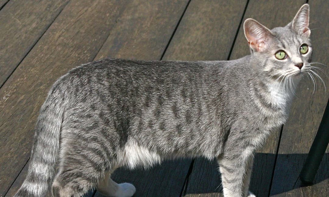 Arabian Mau